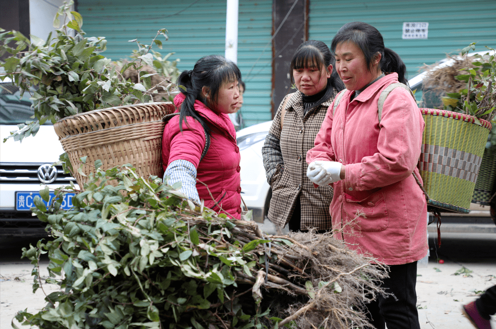 金银花苗木（金银花苗木价格多少） 第3张