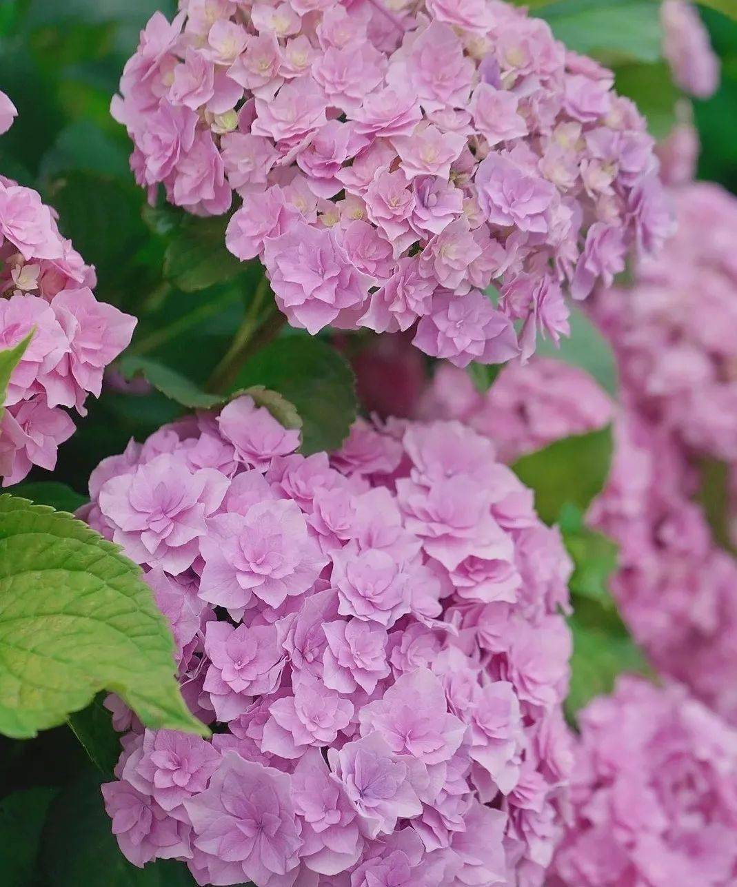 绣球花品种合集(四)_灵感_卡米拉_爱意