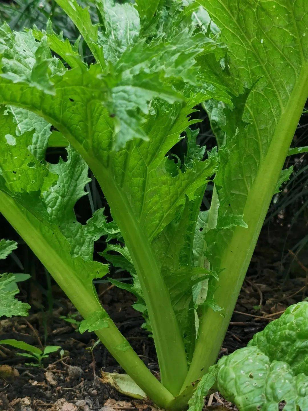 雨水至,万物生_温州_气温_芥菜