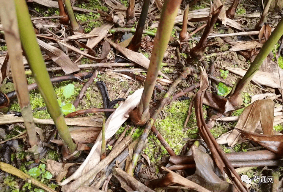 文山砂仁种植基地图片