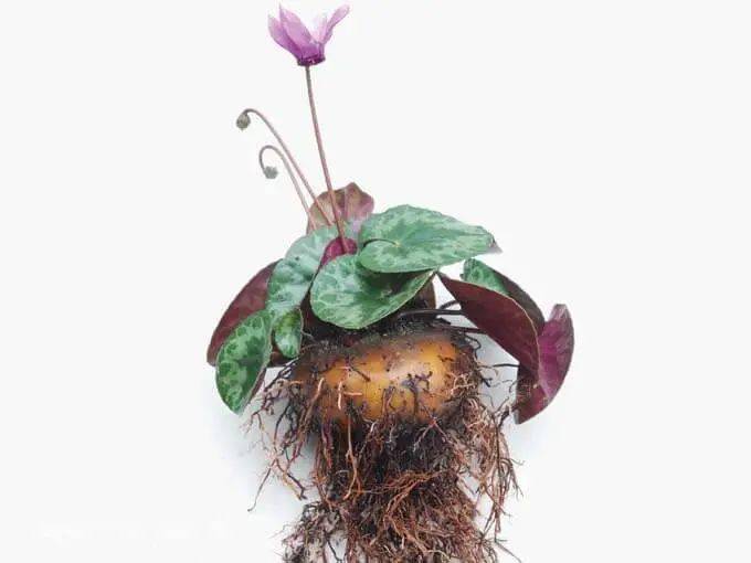 【科宝有话说 (四十八)】人见人爱,清新可人的兔耳朵——仙客来_奉贤