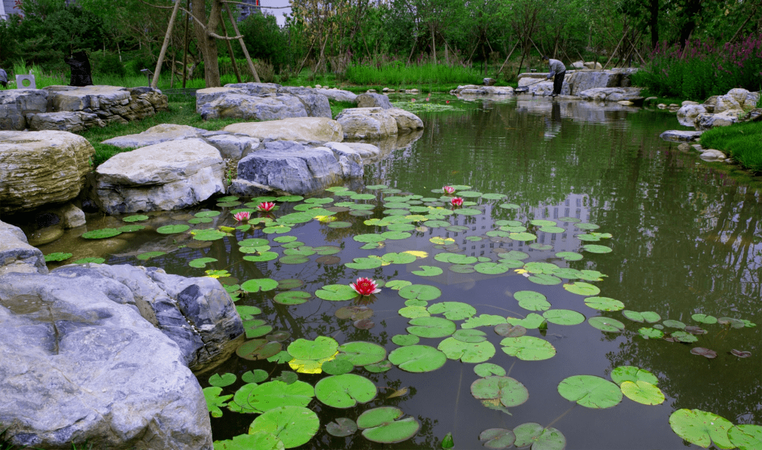 小湿地大生态——北京小微湿地庇护修复示范建立项目理论 | LA理事风度