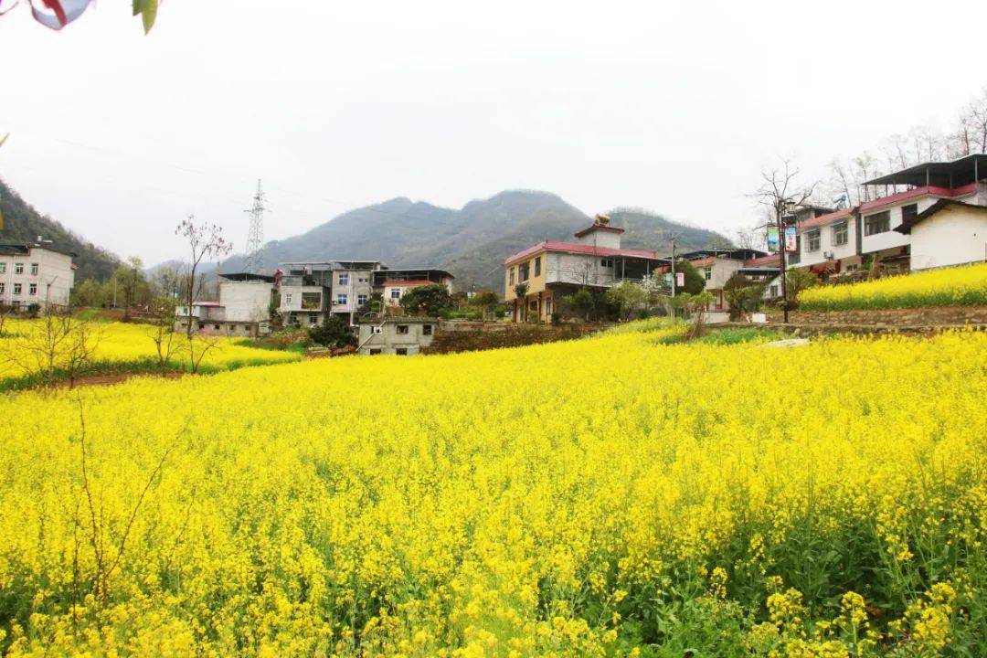 仓上镇:"庭院经济"让乡村增色添彩_发展_木瓜园_产业