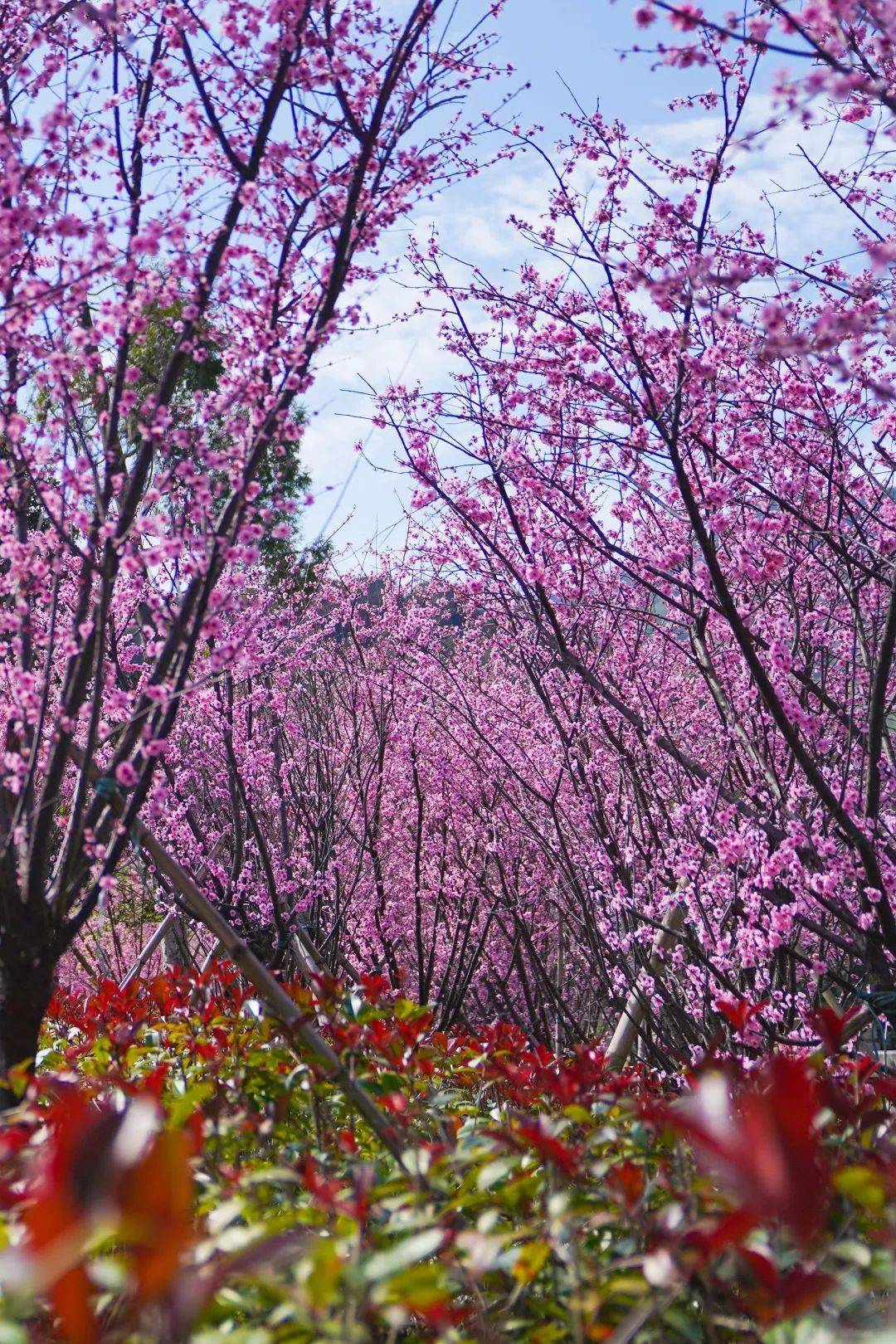 【春暖花开游龙岩】梅花山梅花进入盛放期,初春的诗和远方,许你一季清