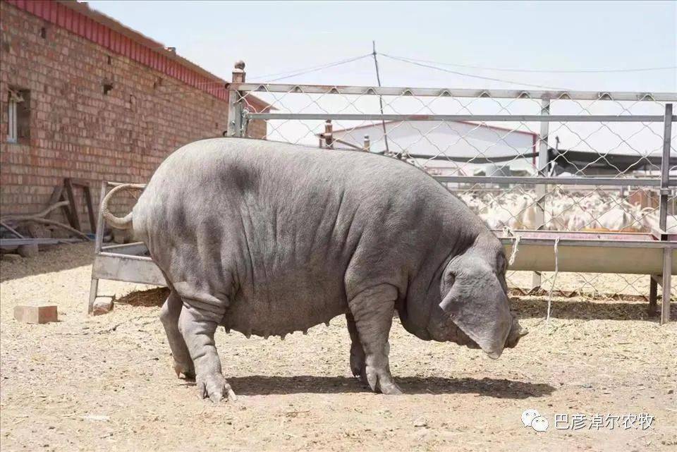 河套大耳猪图片