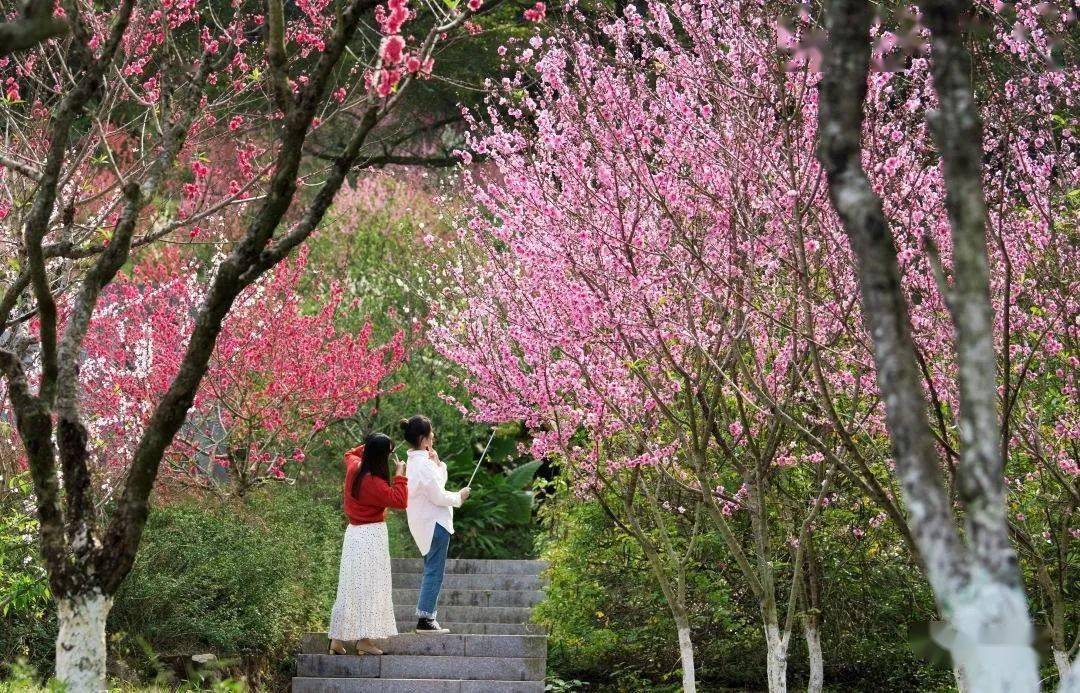 北溪文苑桃花节图片