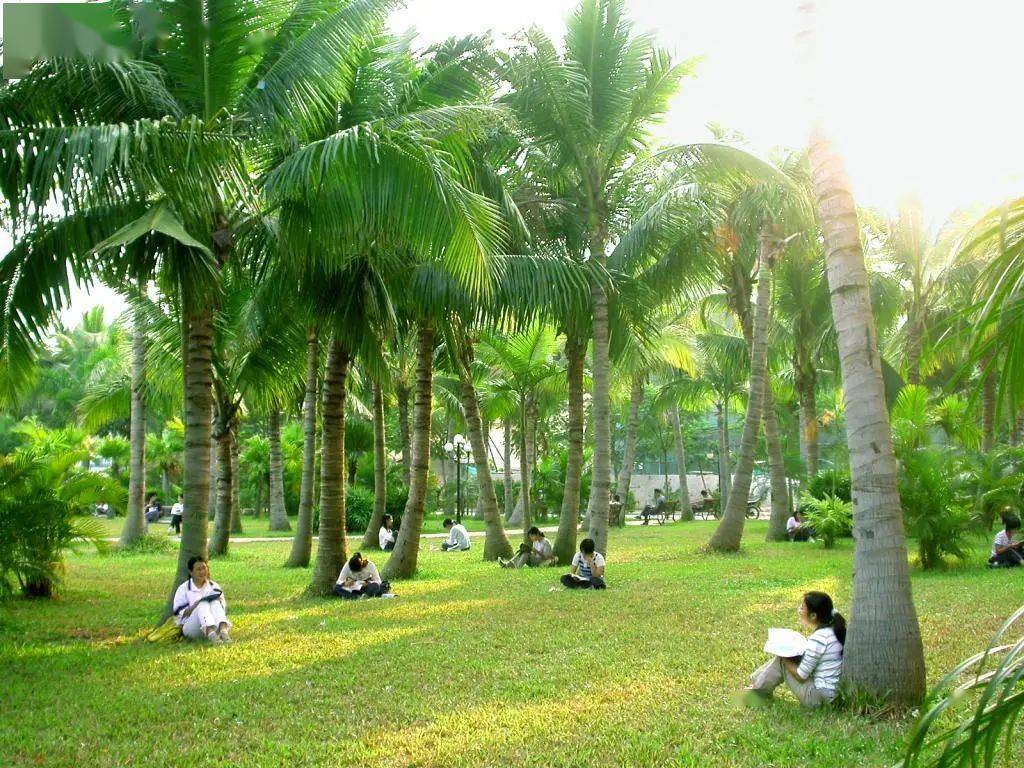 岭南师范学院古榕广场图片