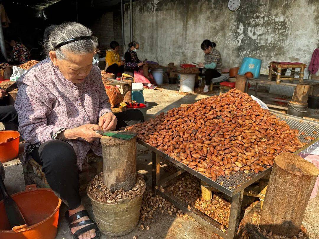 石滩镇麻车村乌榄鼓起村民"钱袋子"_加工_发展_种植