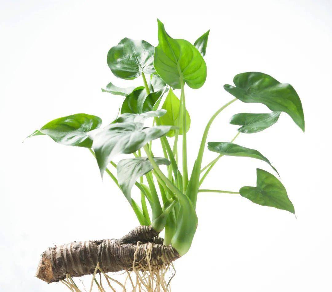 大伯拎着"大蒜叶"冲进急诊!你家花盆里可能也有_绿色植物_症状_风雨