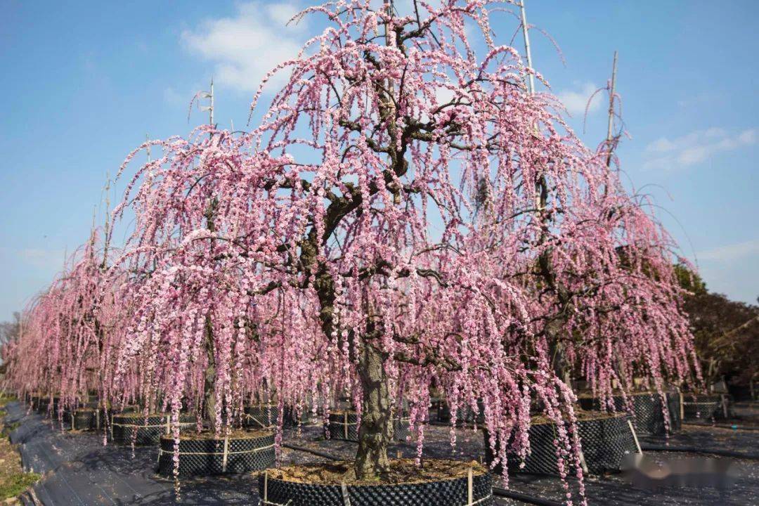 人文苗圃之春| 赏梅正当时,流淌在春光里的粉色瀑布(多图预警)_园林