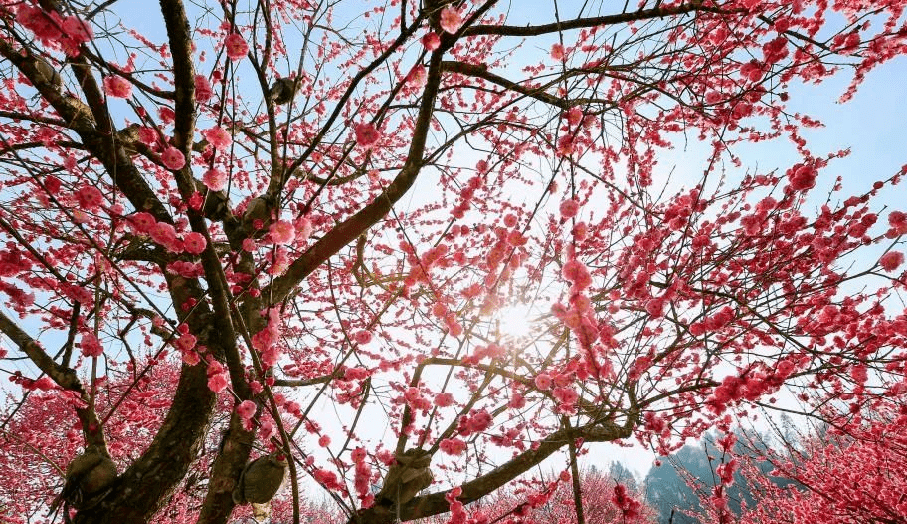 春光灿烂嘉游赣