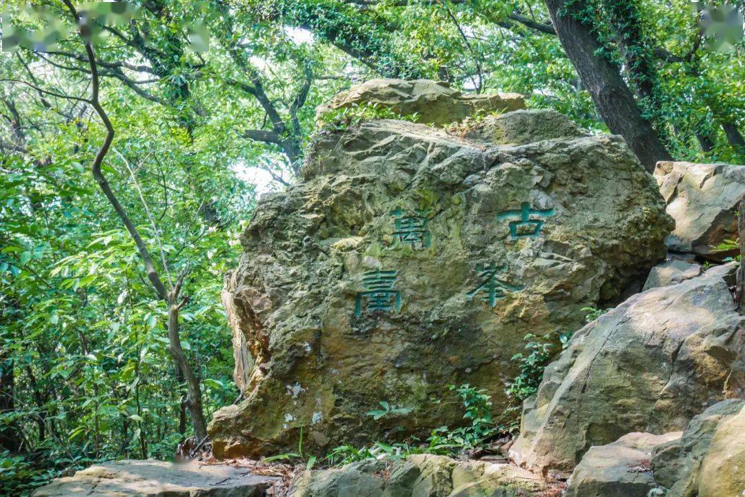 休憩之后继续前行,于一片竹海之中,寻觅幽深的石嵝庵,杏黄色的院墙