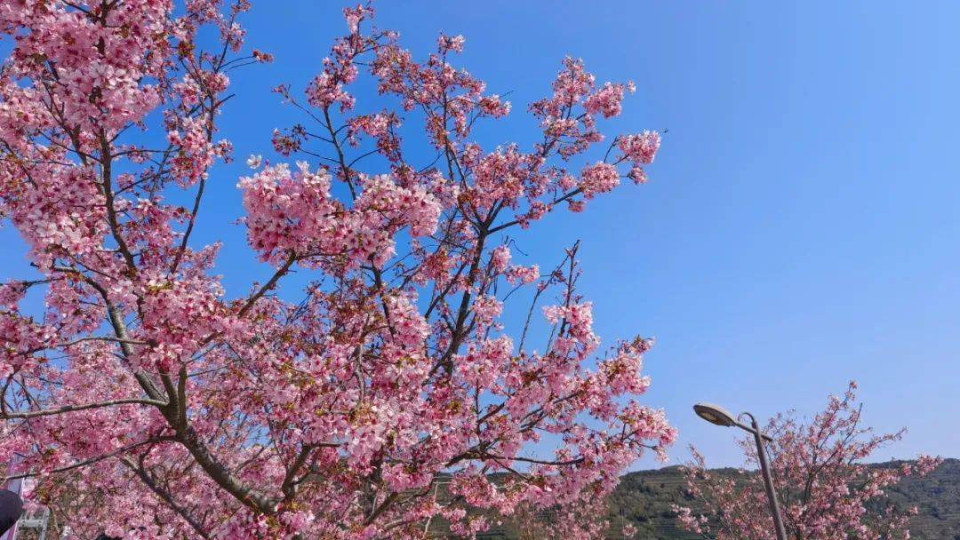 同安白交祠的大片樱花火热绽放正是踏青出游赏花的好时节