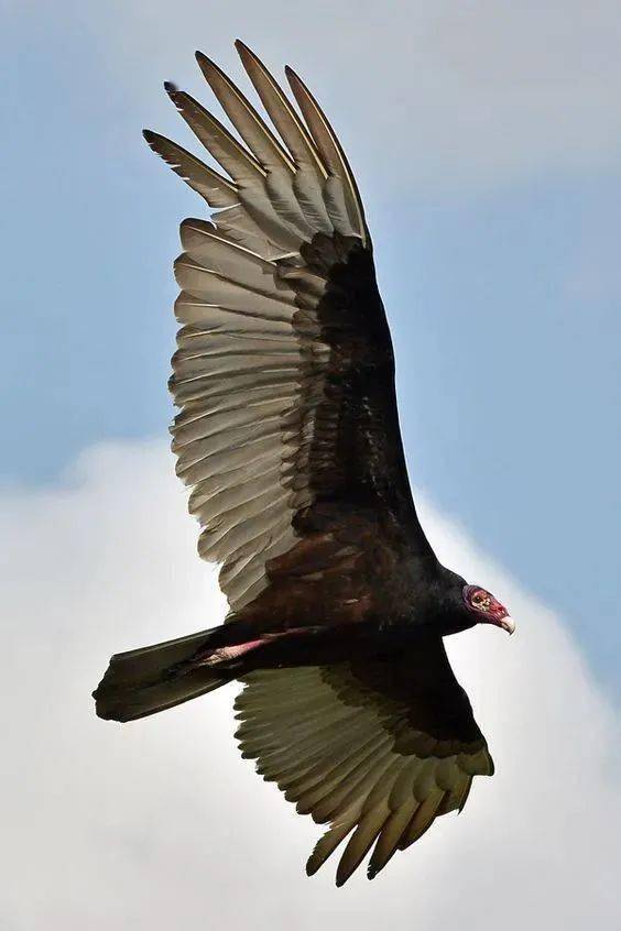 国画素材——秃鹫_尸体_动物_山地