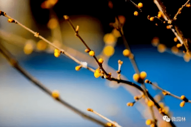 �������˱�����һĨ������ɫ