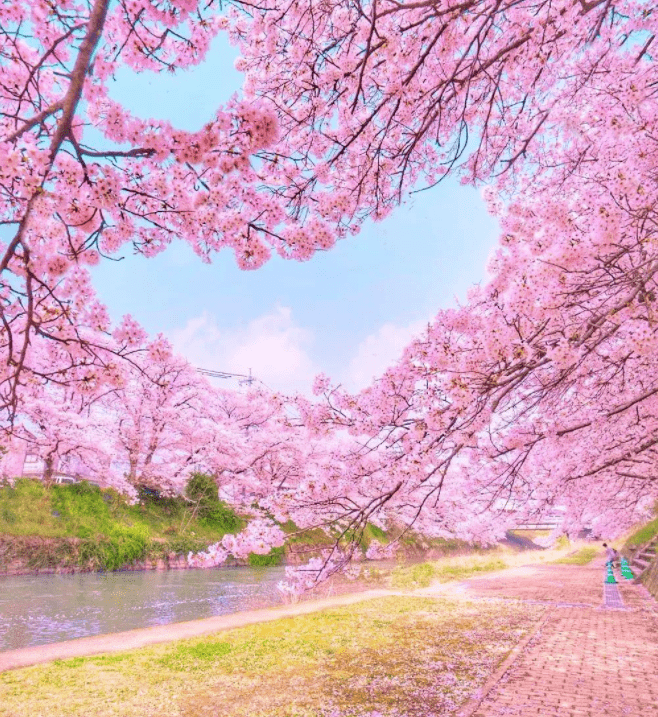2023年日本樱花季最新预测，你的赏樱之旅计划好了吗？_公园_东京_吉野