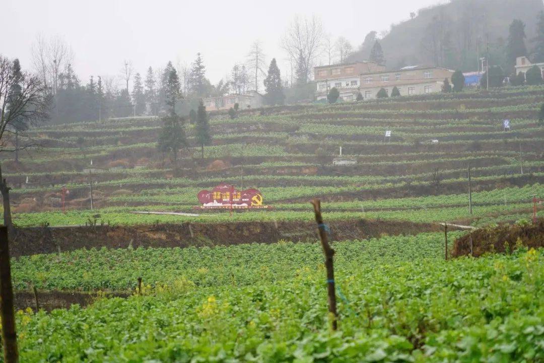 等待！乐治镇3000余亩油菜花即将盛开