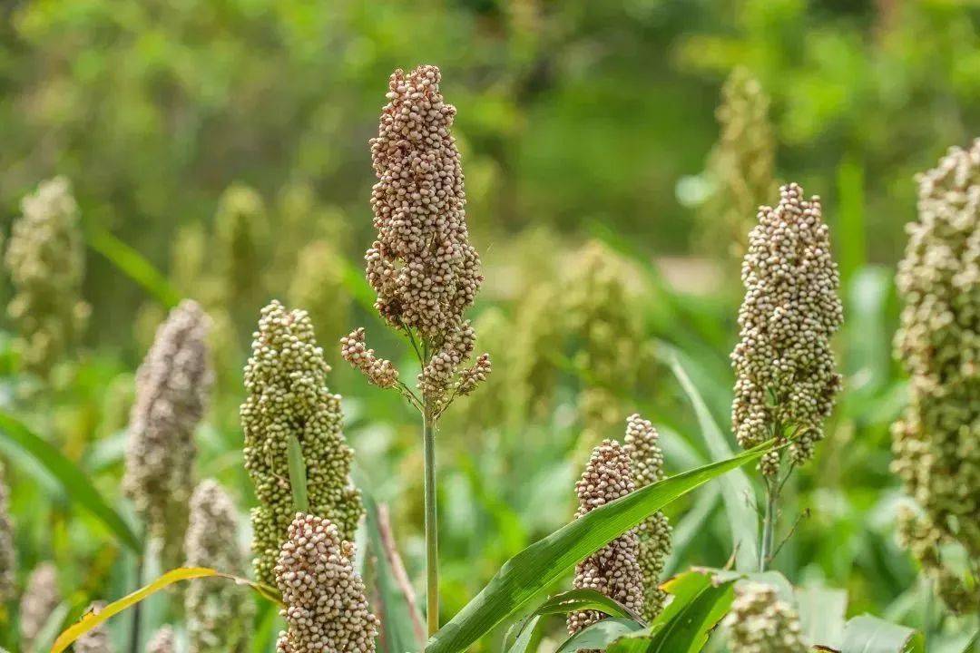 爱粮节粮科普 | 狗尾草驯化而成的小米