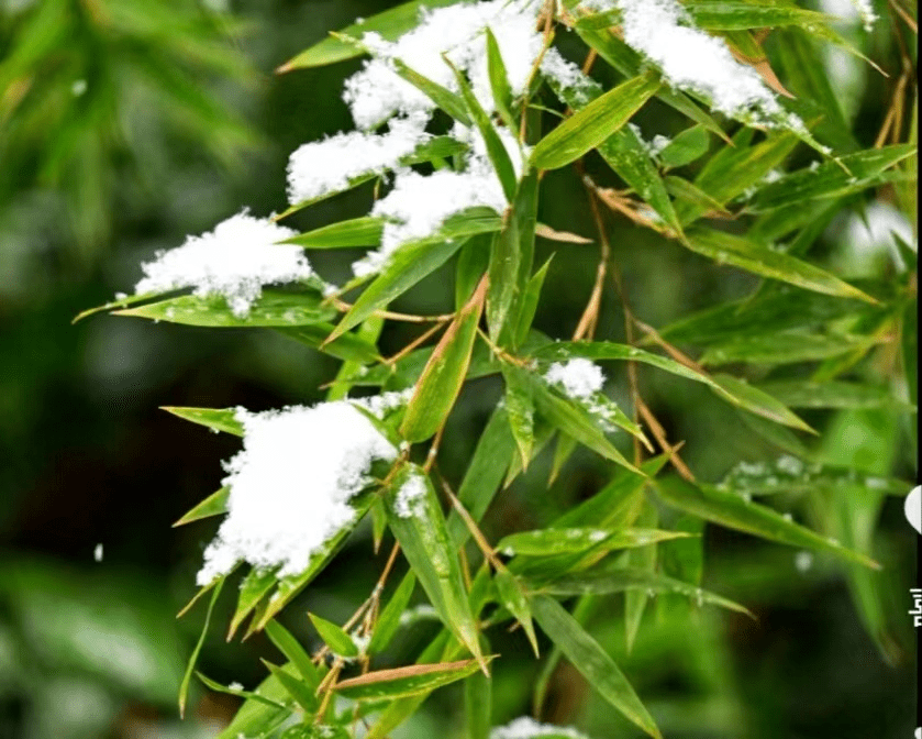 清风竹影春日遇雪竹长青