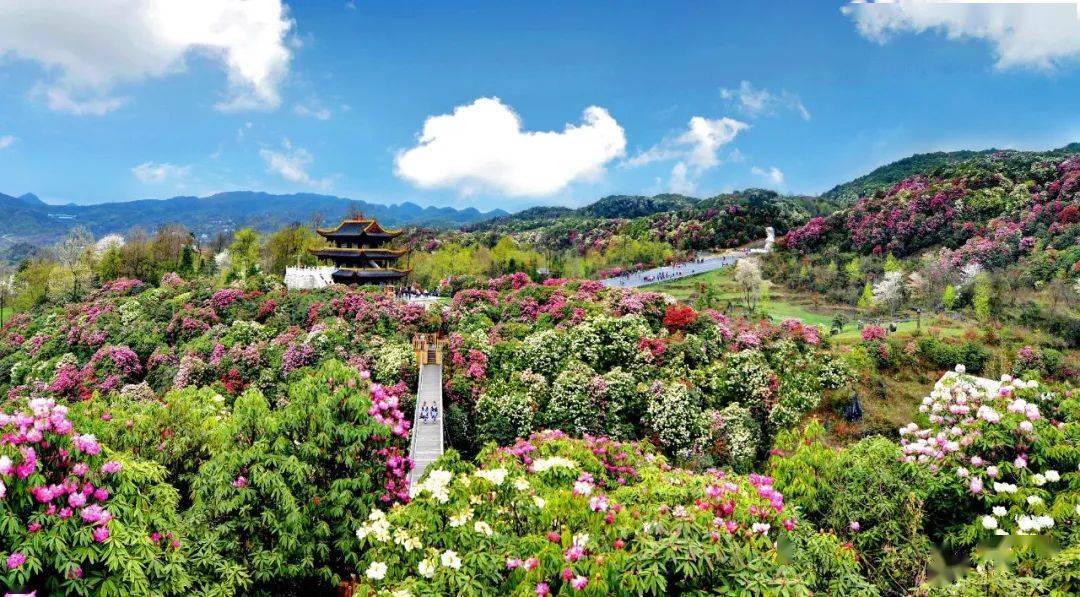 百里杜鹃等你来_花坡年_景区_旅游