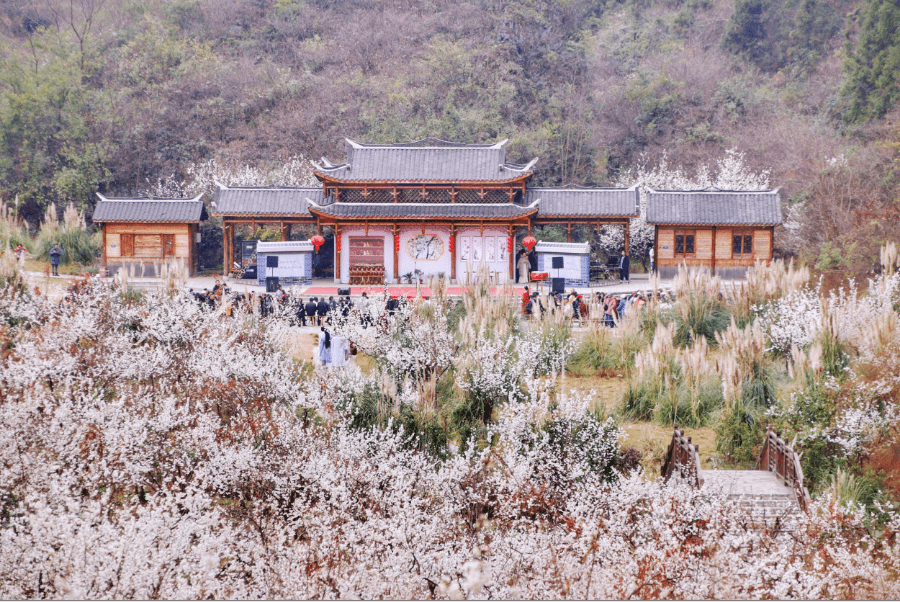 万亩樱桃花正值盛花期，贵州那处雪白花海年年春天爆美！