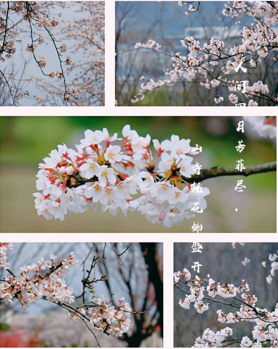 多彩貴州風景眼文創園,貴陽市森林公園08貴陽藥用植物園櫻花,杜鵑花