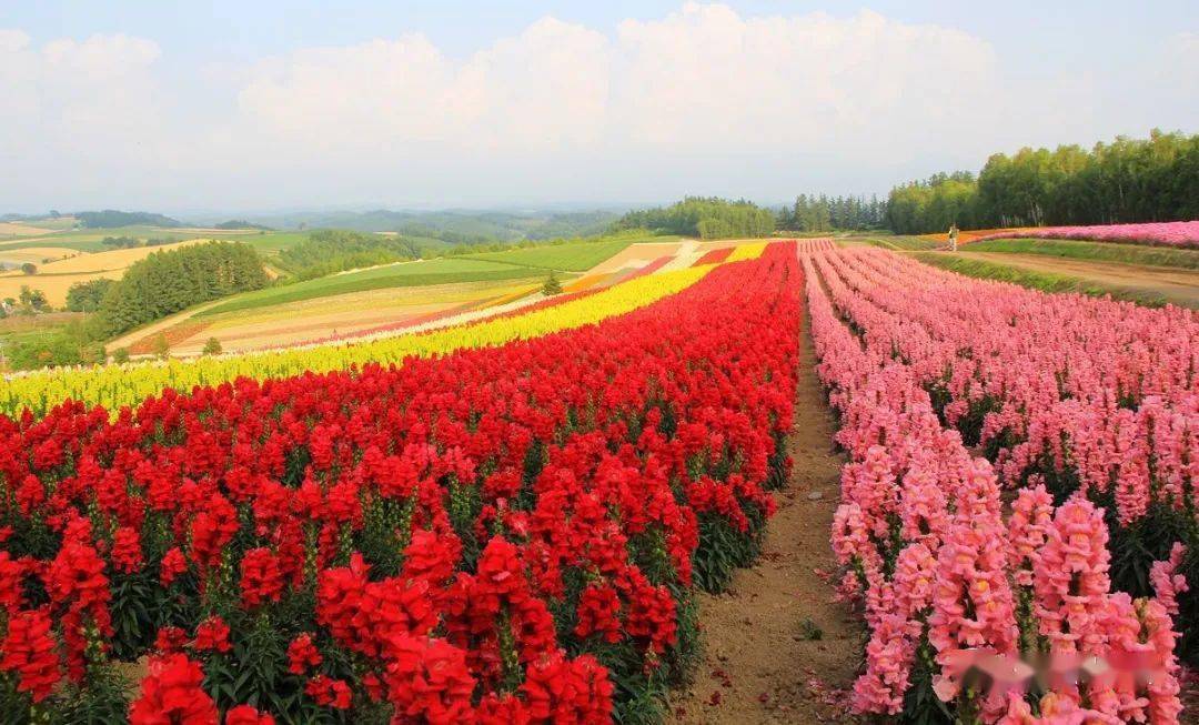 【花田花海】撒播野花种子及种苗用花田花海品种推荐-春播季_生产