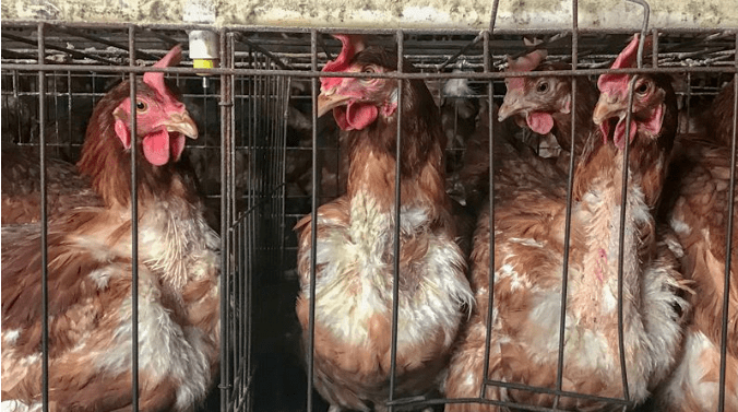 总结| 在生产中蛋鸡掉毛的问题都有哪些?_羽毛_影响_含量