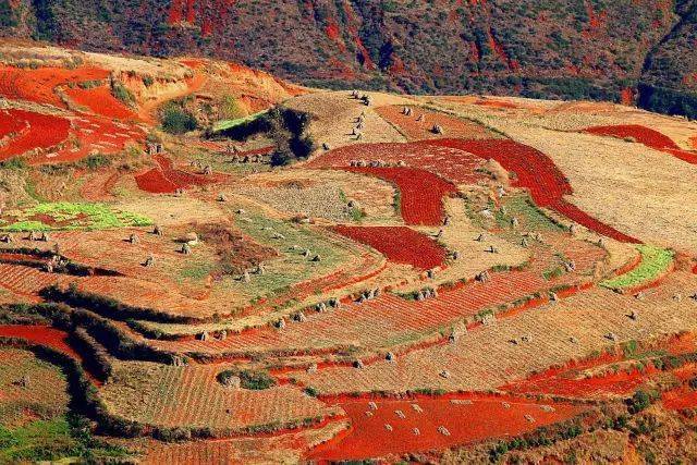 东川红土地 落霞沟图片