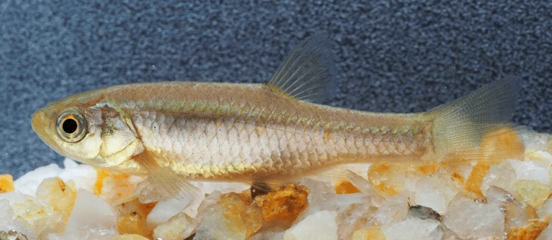 中华细鲫aphyocypris chinensis