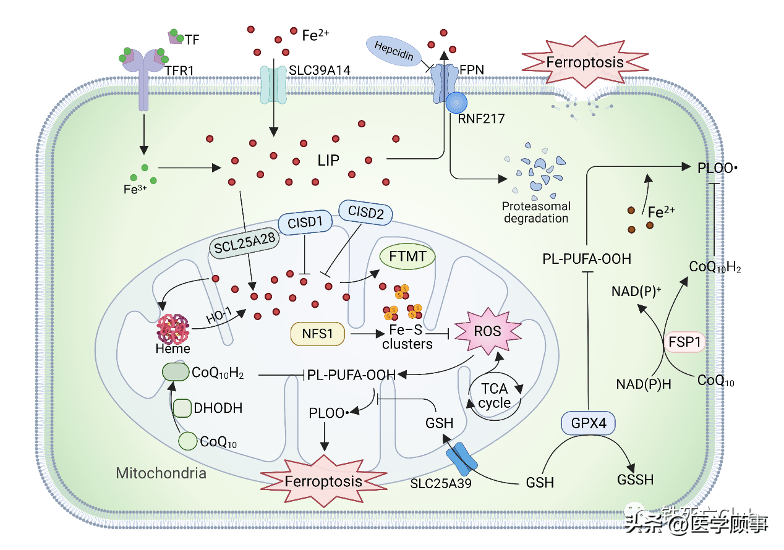 frontiers of medicine: 鐵死亡與人類疾病_調控_代謝_作用