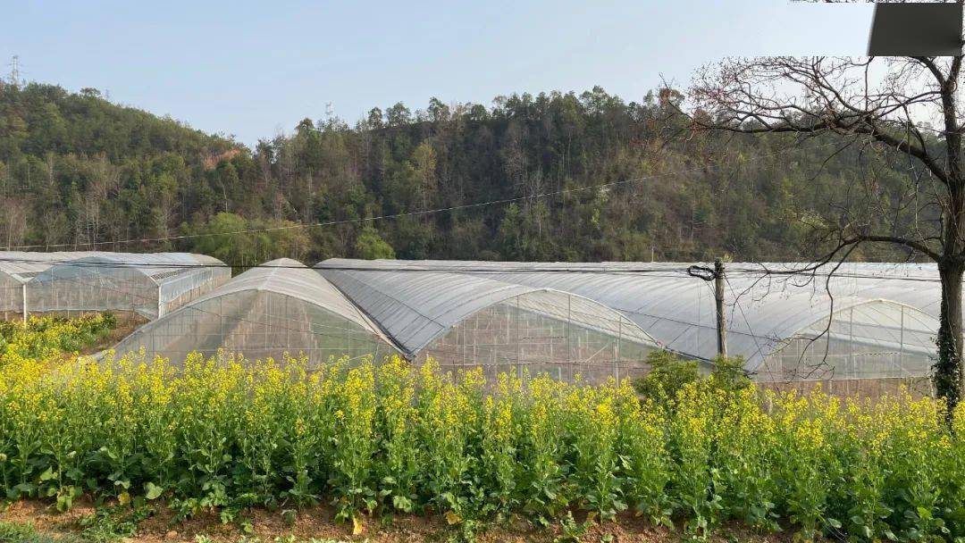 赣县一果园低价急出让，2000颗脐橙（4年）和阳光玫瑰葡萄，共约95亩！