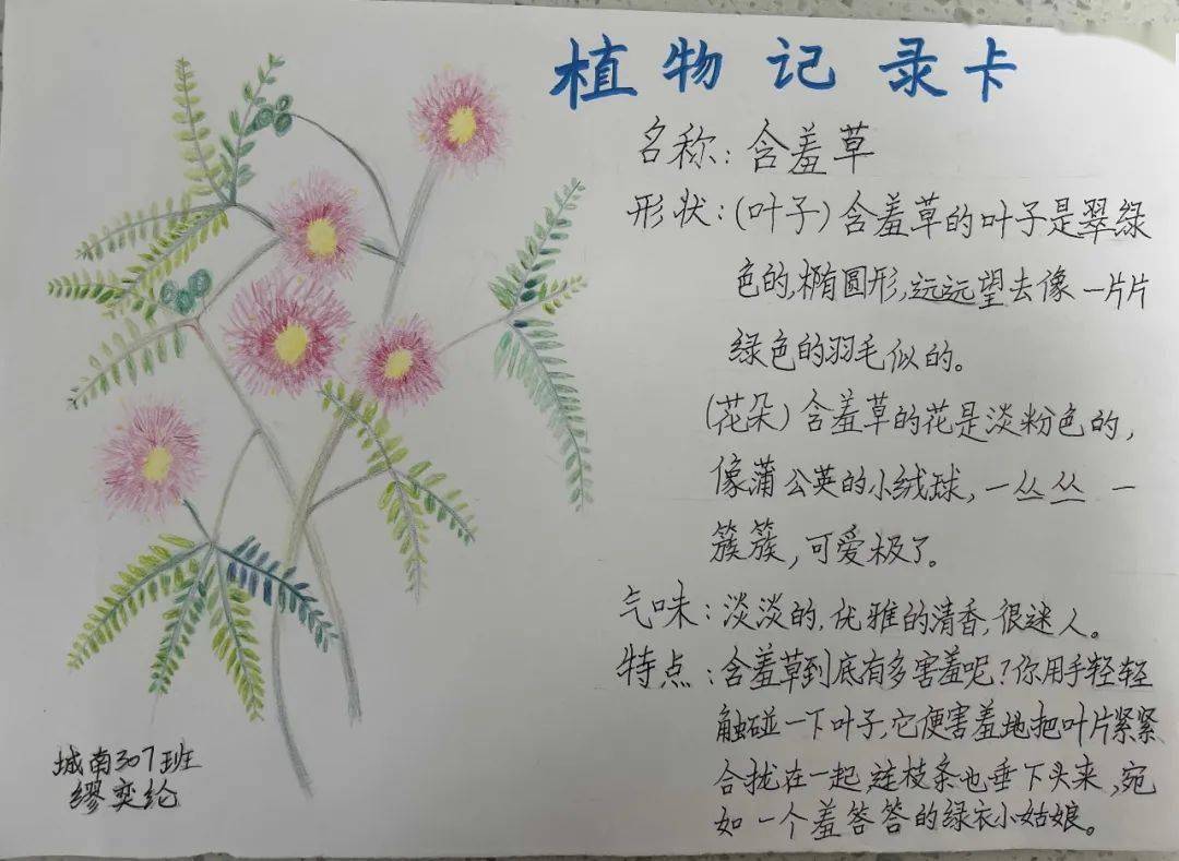 制作观察植物卡片图片