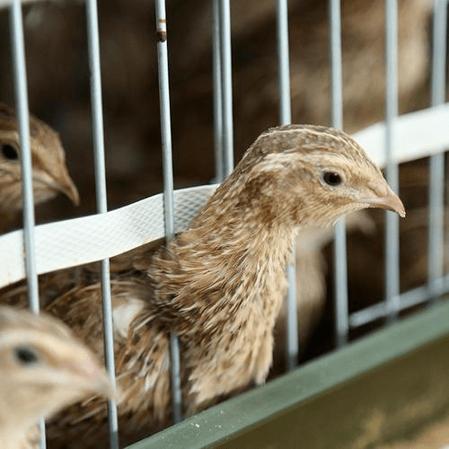 鵪鶉專題 | 鵪鶉育成期(15-40日齡)的飼養管理_進行_免疫_飲水