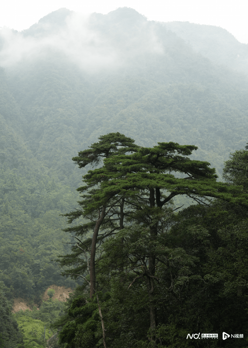 探秘华南五针松原始林:"蓝松"和它的"守护者"_陈刘生_南岭_广东