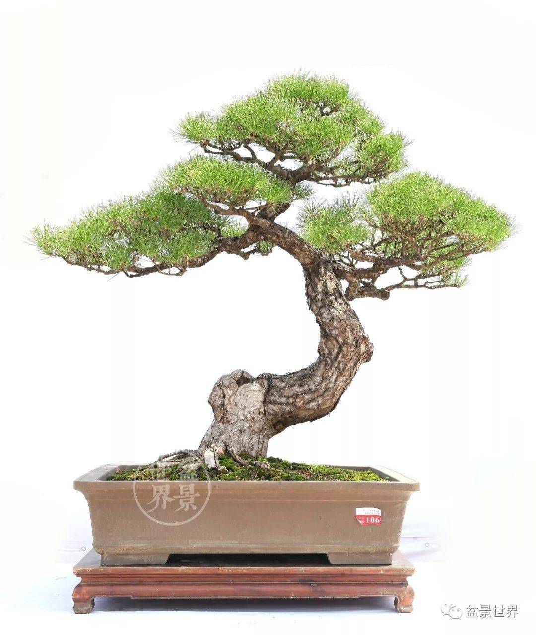 黄敖训作品(树高66cm)▲张志刚作品《相依》选盆:黑松枝叶深绿,宜