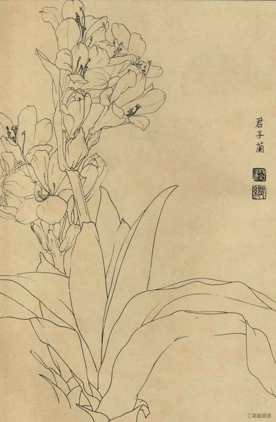 白描之美 及30种花卉白描图