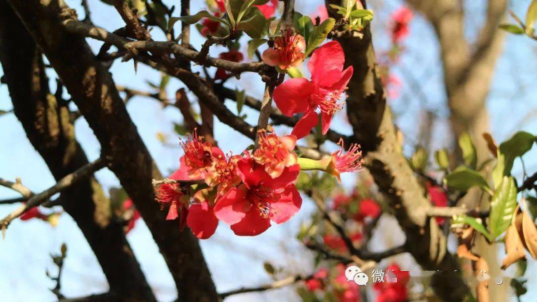 【草木葳蕤】鐵腳海棠_木瓜_棕色_枝幹