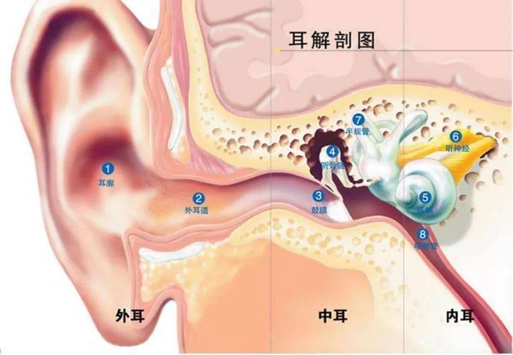 外耳廓在哪个位置图片图片