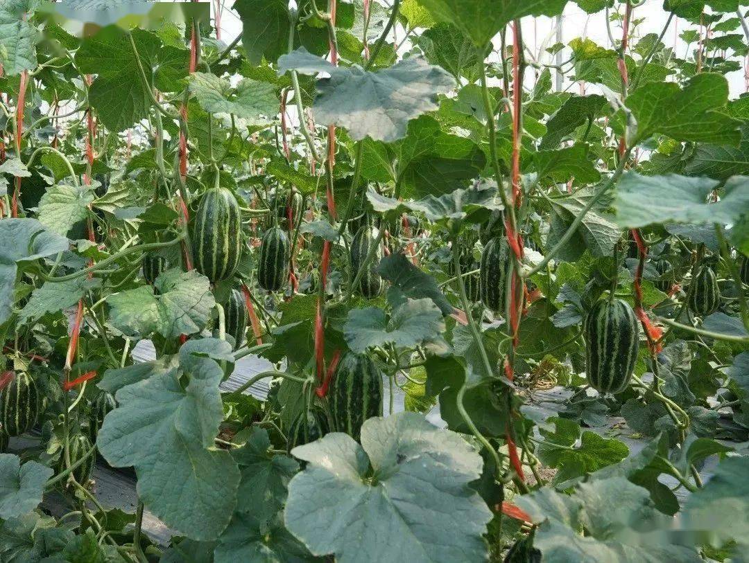 如果你嫌甜瓜太腻人,又觉得黄瓜太寡淡,那一定要试试瓜中的"爱马仕"