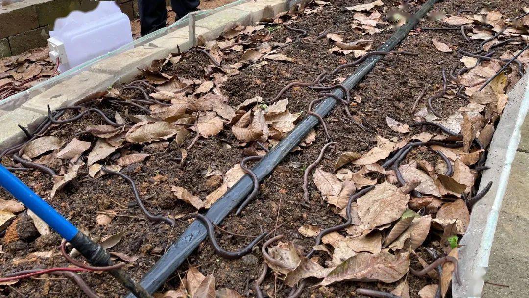 打造"琼地龙"品牌 万宁着力推进蚯蚓养殖产业_北大镇_广地龙_慧慧