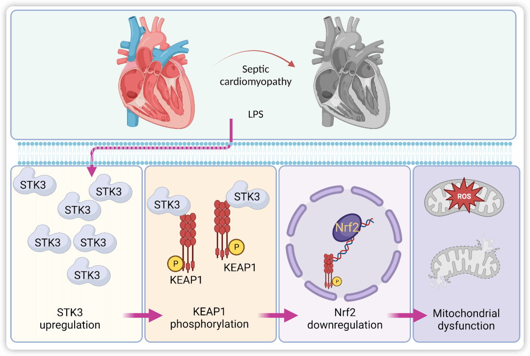 南方科技大学王艺瑾团队揭示线粒体动态在脓毒症心肌