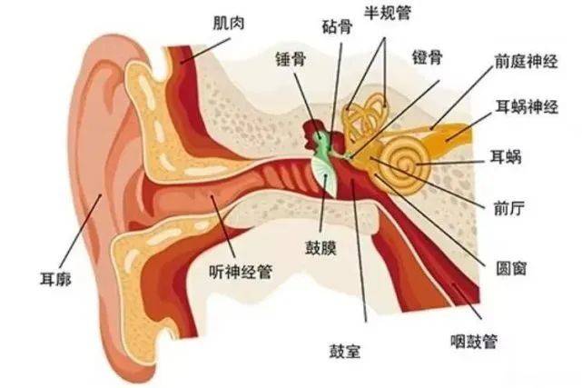 耳软骨在耳朵哪里图片图片