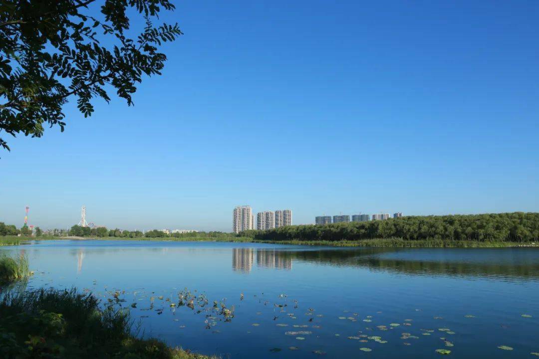描写如皋龙游湖的美景图片