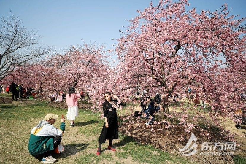 拥抱春日光“樱”，辰山动物园樱花季启幕首日旅客打破三万人次 | 组图