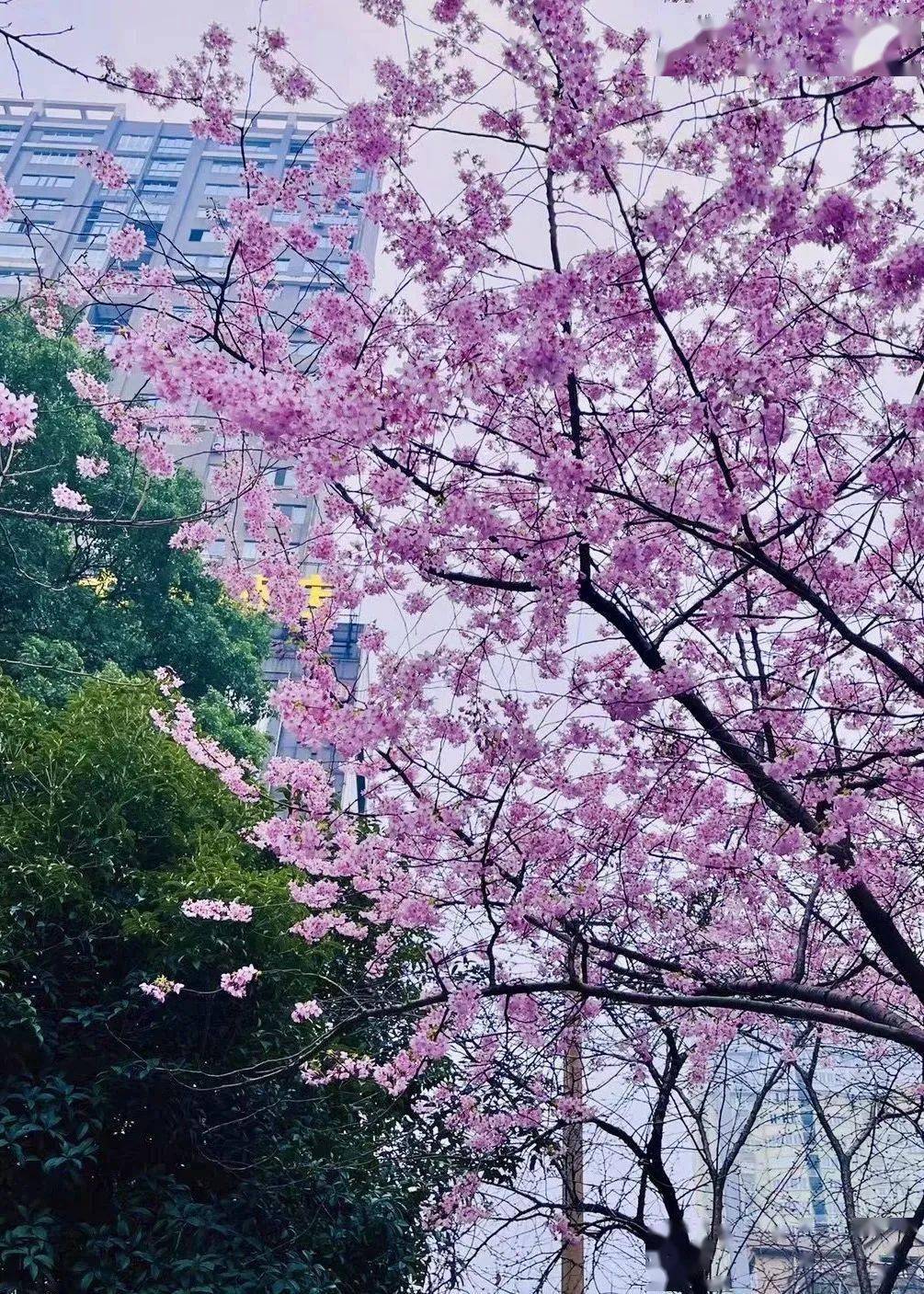 常德高山街樱花已上线,快去打卡拍照吧!