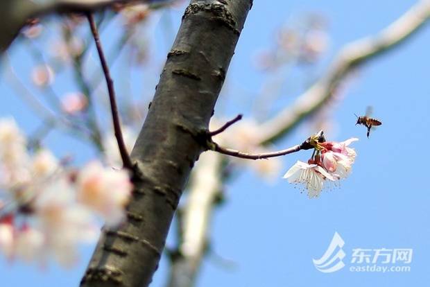 上海辰山动物园樱花季启幕 首日旅客打破三万人次