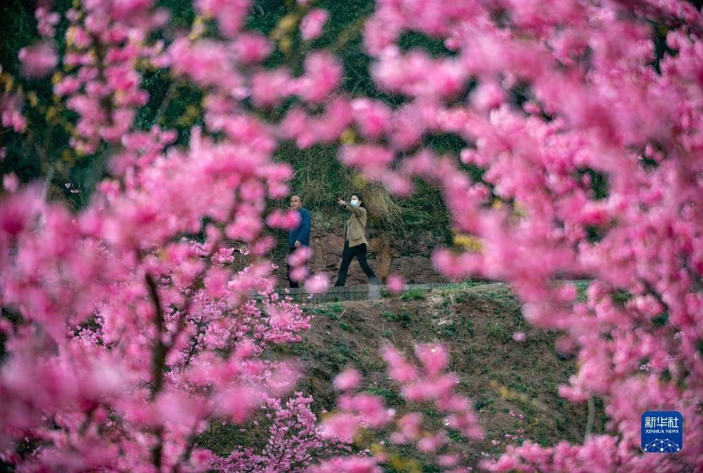 近日,云南省曲靖市马龙区沈家山樱花谷的400余亩樱花陆续绽放,吸引