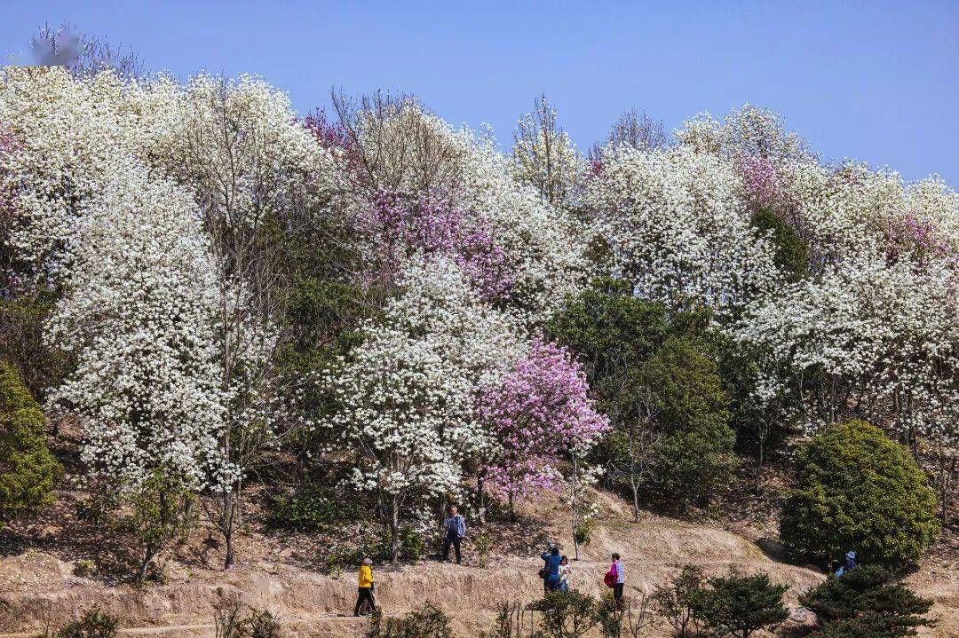 奉化长岭村玉兰花图片