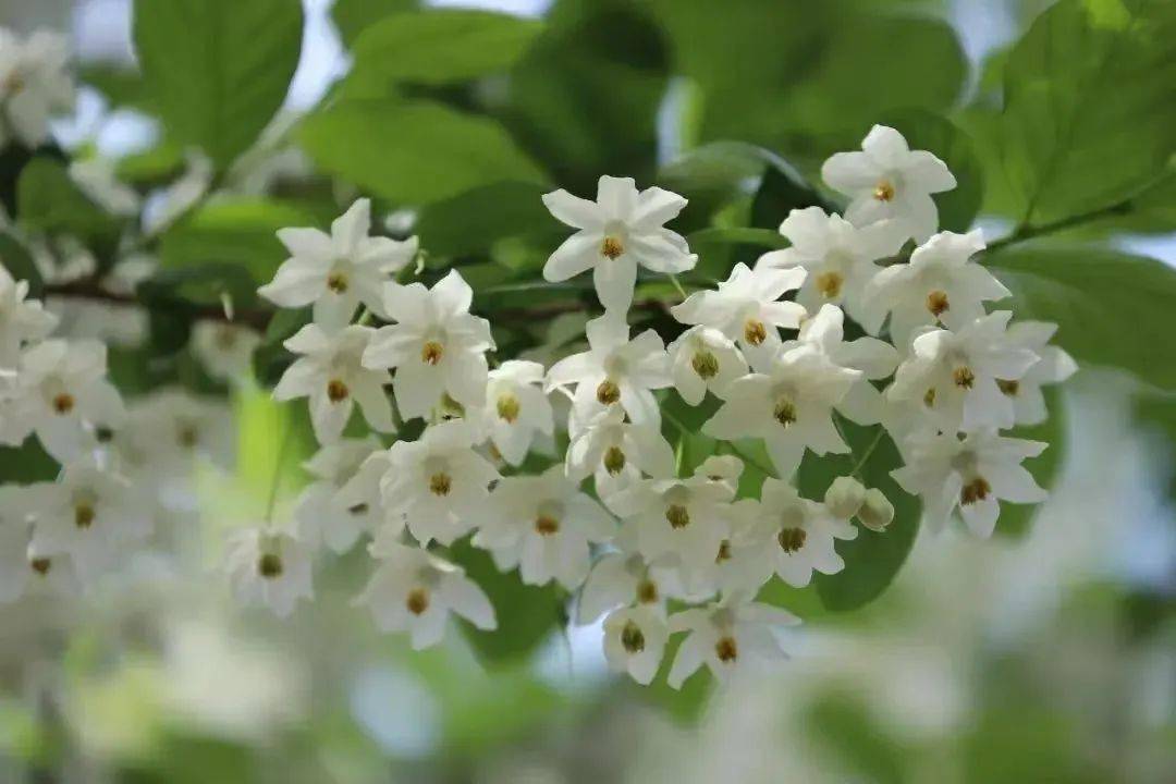 犍为"半马" ,报名已开启!_半程_乐山_茉莉